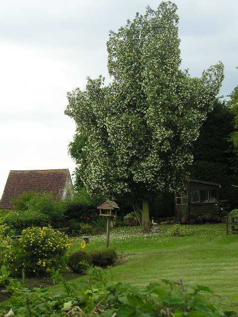 A tree with white flowers is in the middle of a garden