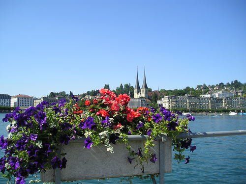 A planter filled with purple and red flowers with a city in the background