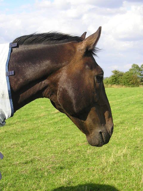 A horse wearing a blanket is standing in a grassy field