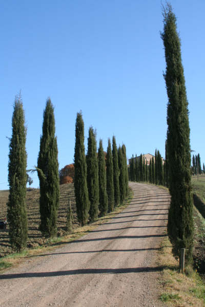 A dirt road with trees on both sides of it