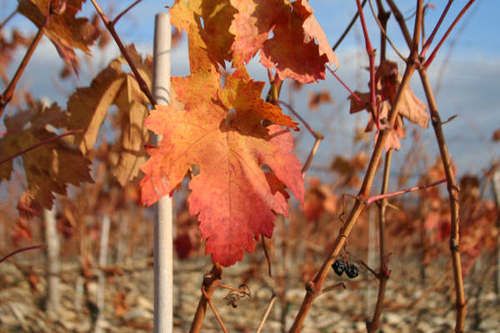 A close up of a red leaf on a vine in a vineyard.