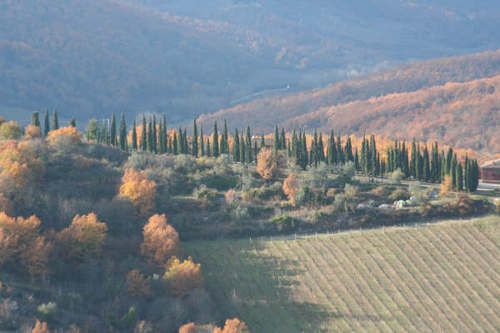 A row of trees on top of a hill with mountains in the background.