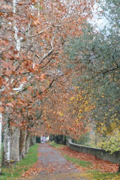 A path with trees on both sides and leaves on the ground
