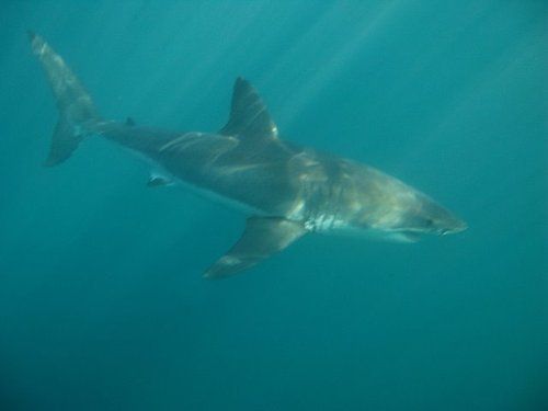 A great white shark is swimming in the ocean.