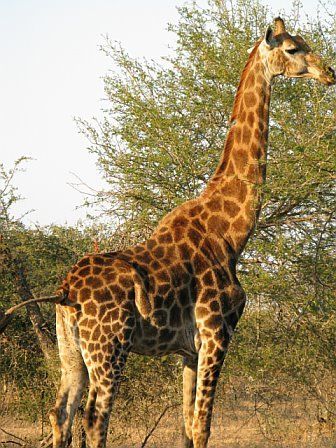 A giraffe standing in a field with trees in the background