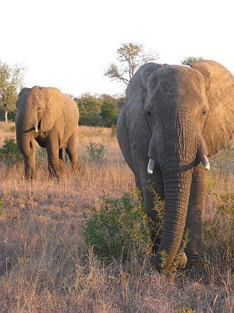 Two elephants are standing next to each other in a field.