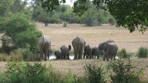 A herd of elephants are drinking water from a pond.