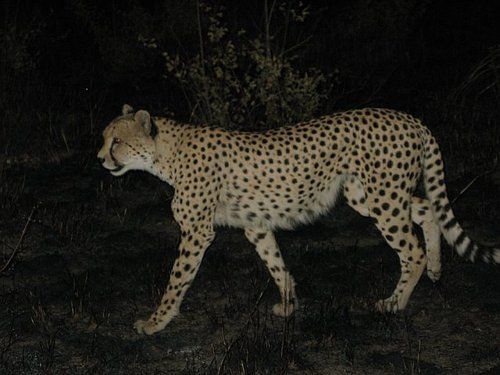 A cheetah is walking through the grass at night.