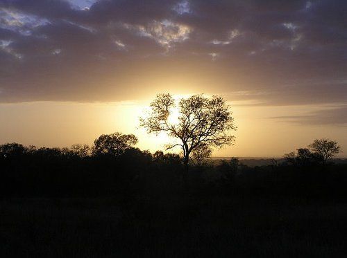 A sunset with a tree in the foreground