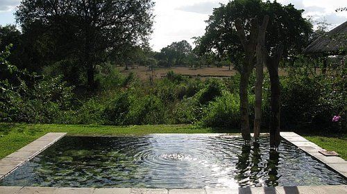 A large swimming pool with trees in the background