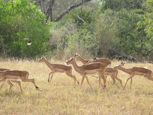 A herd of deer are running through a grassy field.