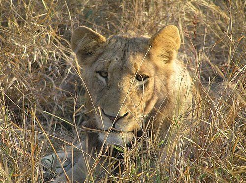 A lion cub is laying in the tall grass looking at the camera.