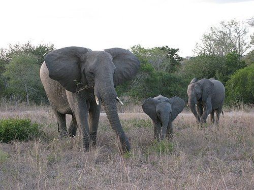 Two elephants and a baby elephant are standing in a field.