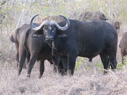 A herd of water buffalo standing in the grass.