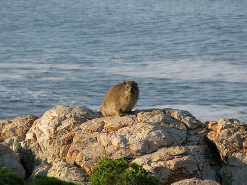 A small animal is sitting on a rock near the ocean