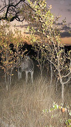 A zebra is standing in a field surrounded by trees at night.