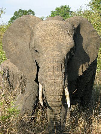 A large elephant with tusks is standing in the grass