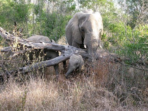 A couple of elephants standing next to each other in a field.