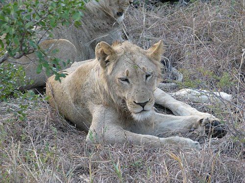 A lion cub is laying in the grass looking at the camera.