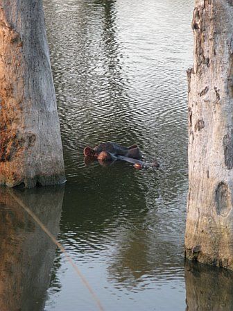 A person is floating in the water between two trees.