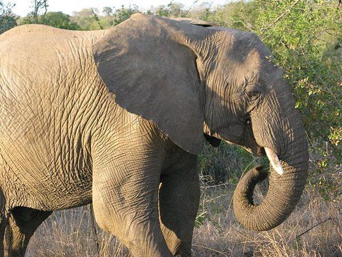 An elephant with a twisted trunk is standing in the grass
