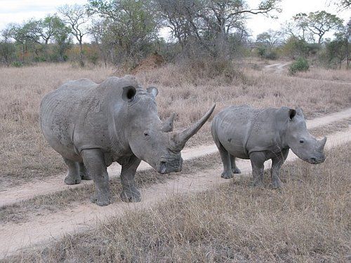 Two rhinos are standing next to each other on a dirt road.