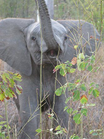 A baby elephant with its trunk in the air