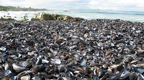 A pile of black rocks on a beach near the ocean