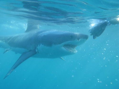 A great white shark is swimming in the ocean with its mouth open.