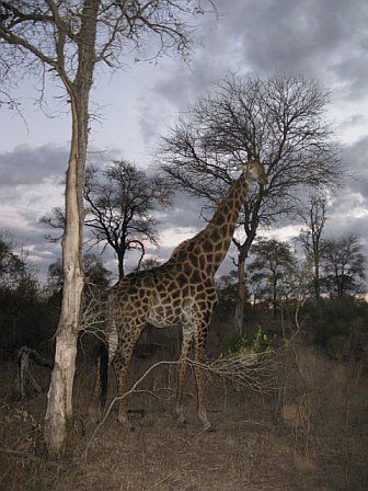 A giraffe standing next to a tree in a field