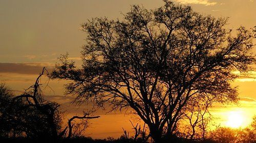 A tree is silhouetted against a sunset sky