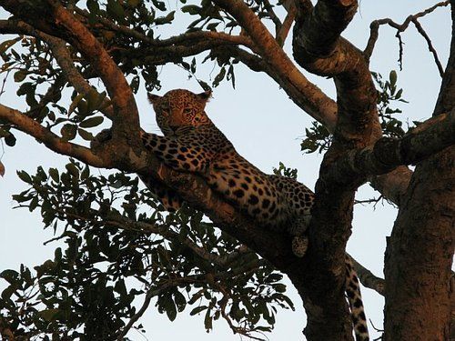 A leopard is sitting on a tree branch.