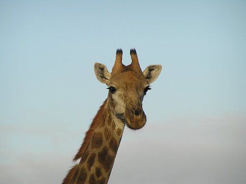 A close up of a giraffe 's head against a blue sky