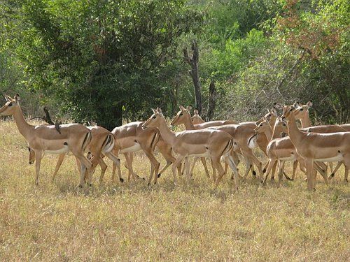 A herd of antelope standing in a grassy field.