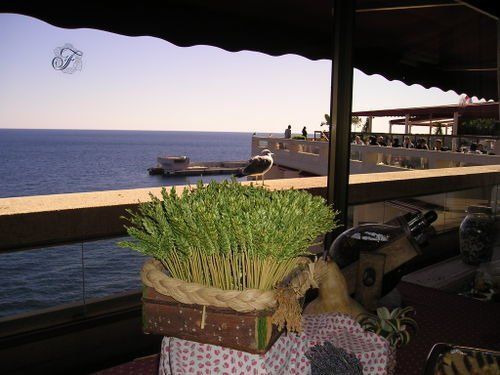 A view of the ocean from a balcony with a plant in the foreground