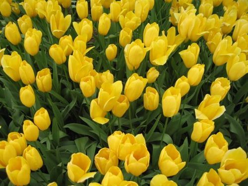 A field of yellow tulips with green leaves