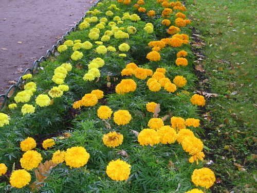 A row of yellow and orange flowers in a garden