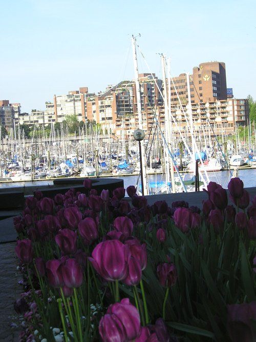 A bunch of purple flowers in front of a marina