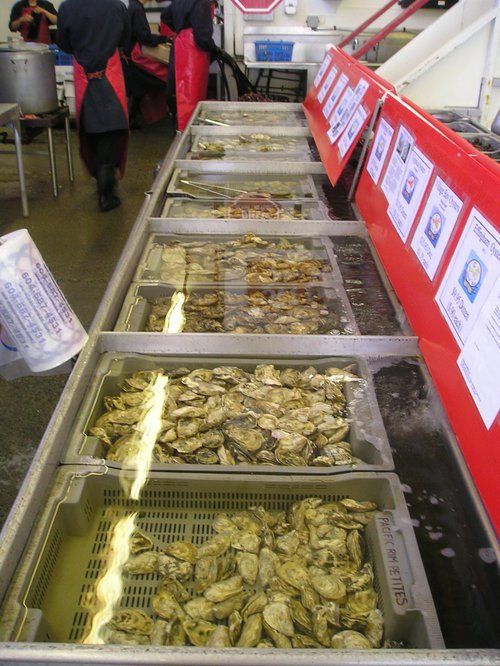Several trays of oysters are lined up on a counter