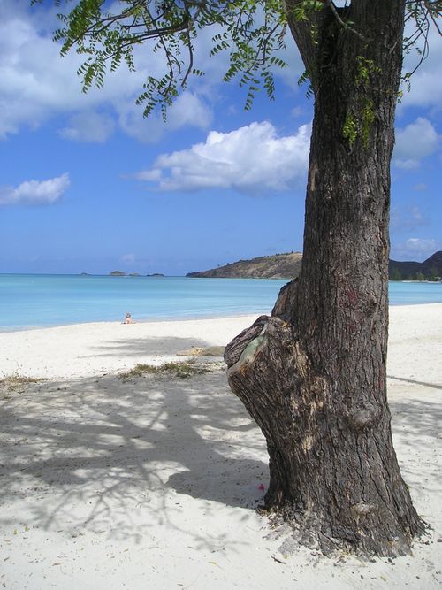 A tree on a beach with the ocean in the background