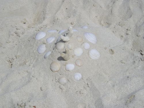 A pile of sea shells on a sandy beach