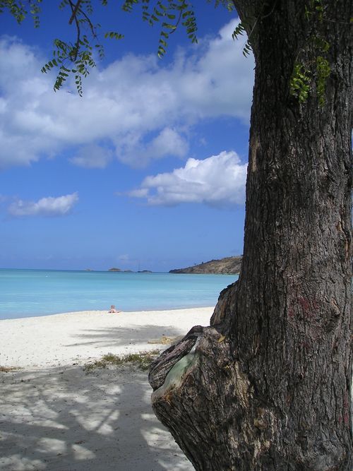 A tree on a beach with the ocean in the background