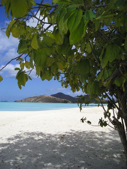 A beach with a tree in the foreground and a mountain in the background