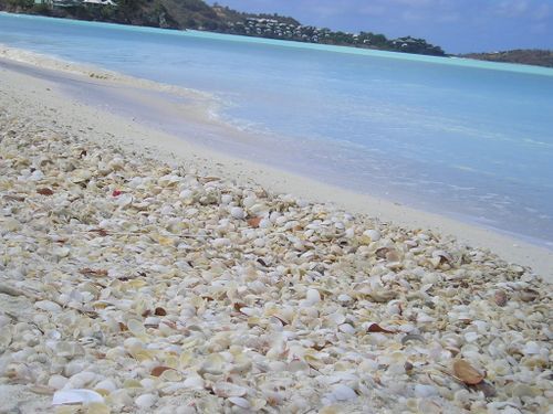 A beach with a lot of shells on it