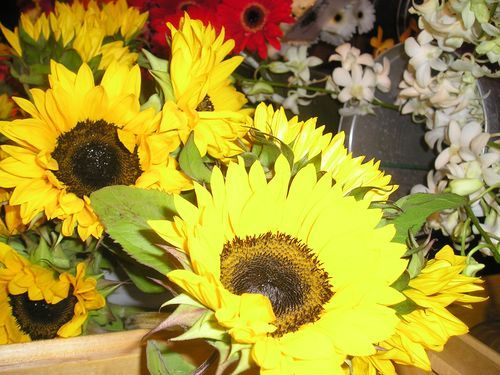 A bunch of sunflowers are sitting on a table