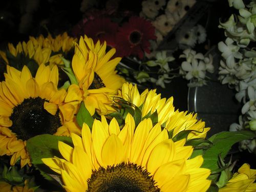 A bunch of yellow sunflowers with green leaves