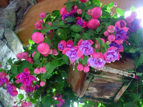 A wooden box filled with pink and purple flowers