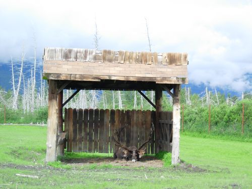 A couple of deer standing under a wooden shelter in a field.