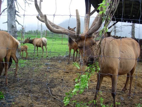 A herd of elk behind a barbed wire fence