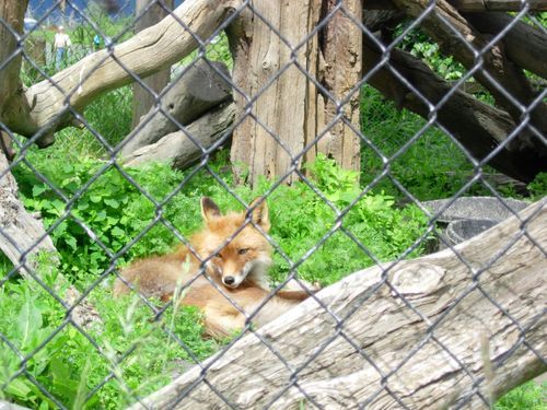A fox is laying in the grass behind a chain link fence.